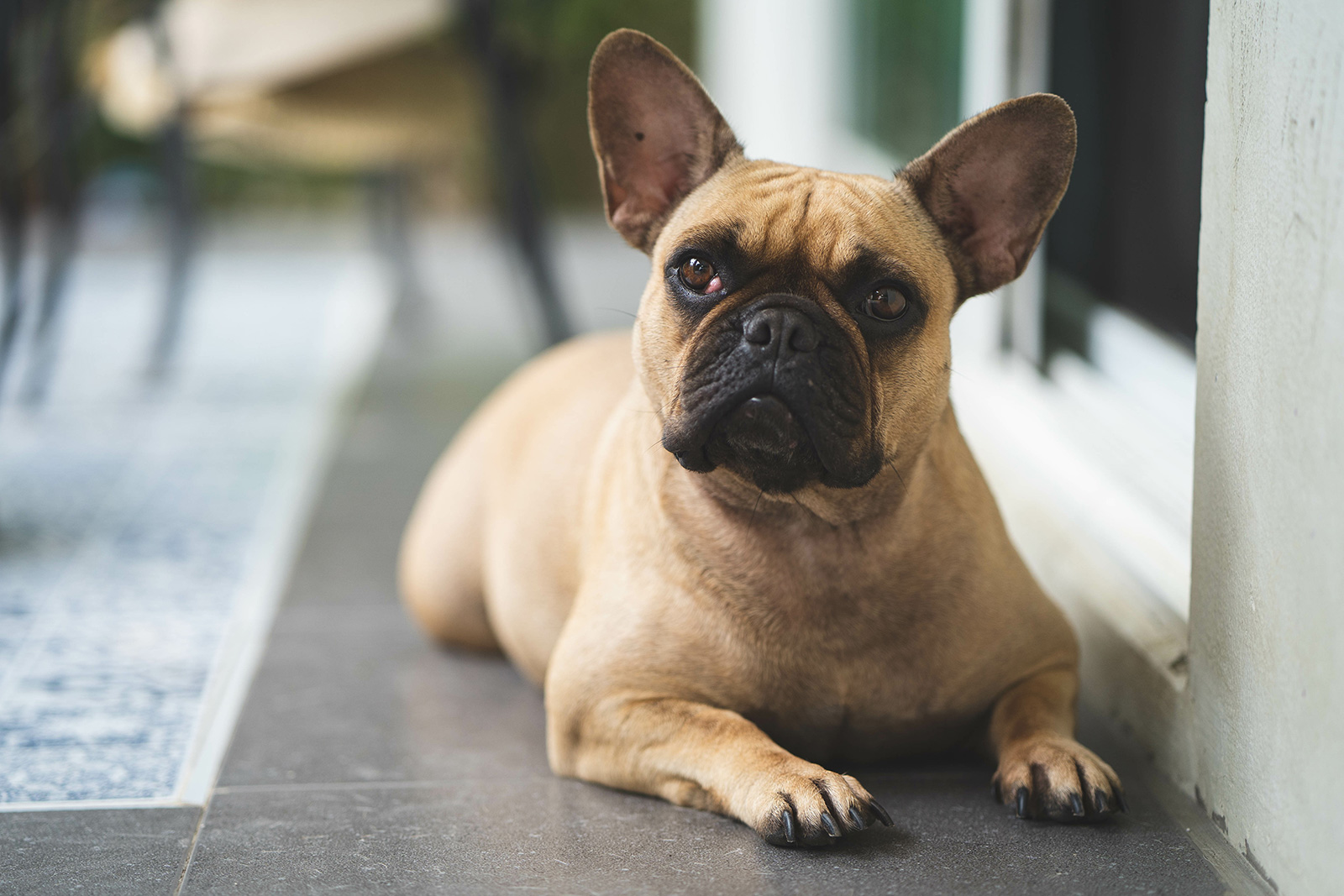 Rassebeschreibung der Französischen Bulldogge - Bullyclub