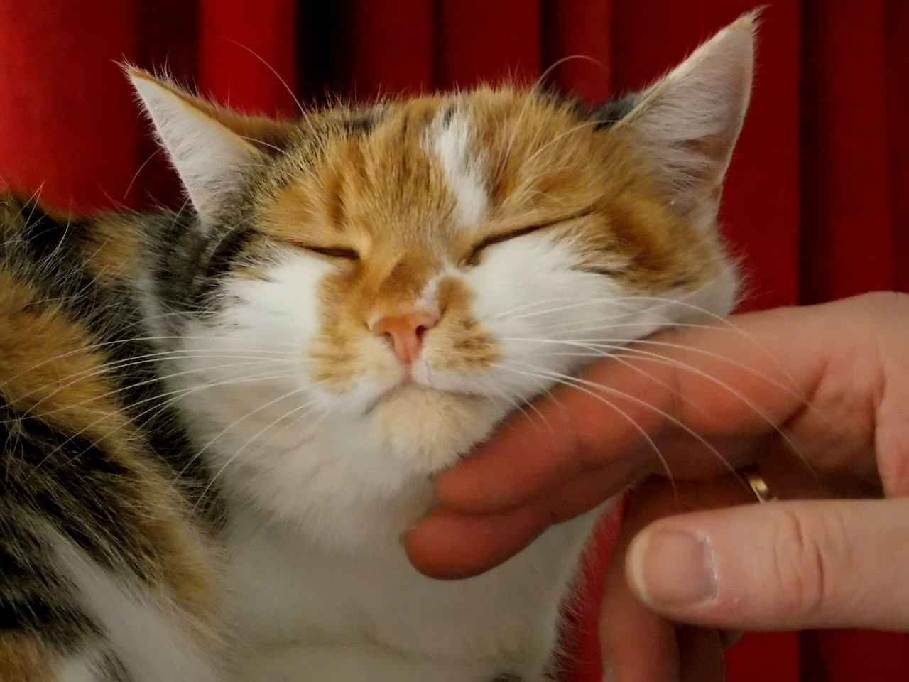 Katze streicheln dreifärber