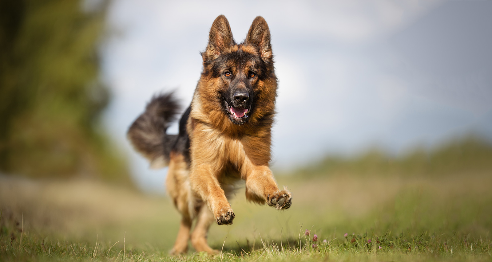 Der Schäferhund verursacht am meisten Beissunfälle in der Schweiz