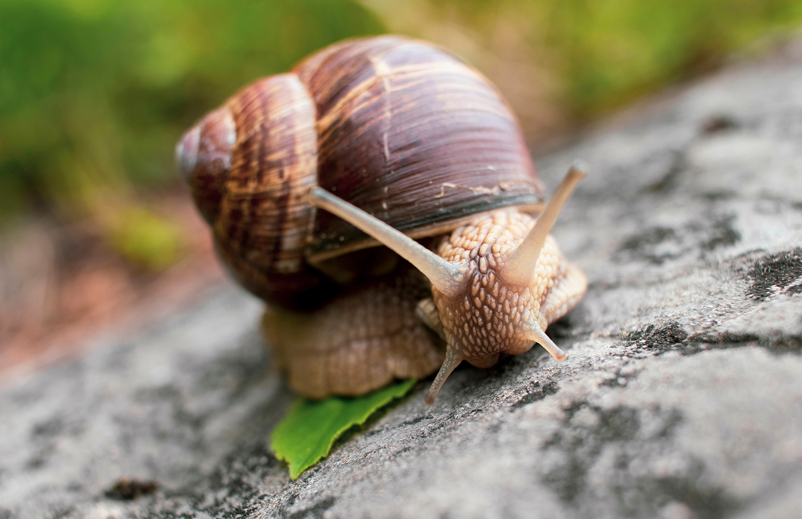 Schnecken sind Zwischenwirte für Lungenwürmer