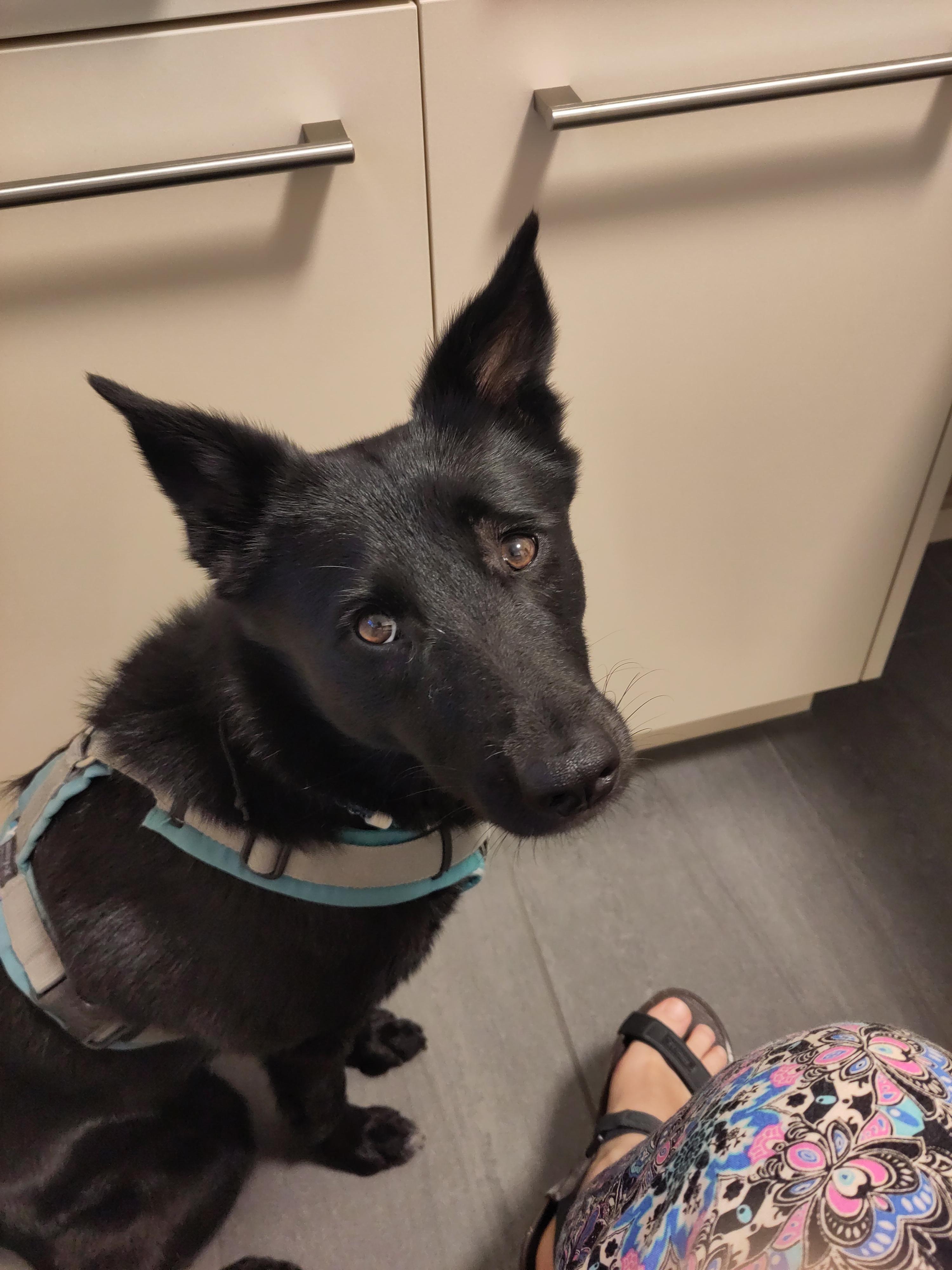 Kira Petfinder Tiervermittlung