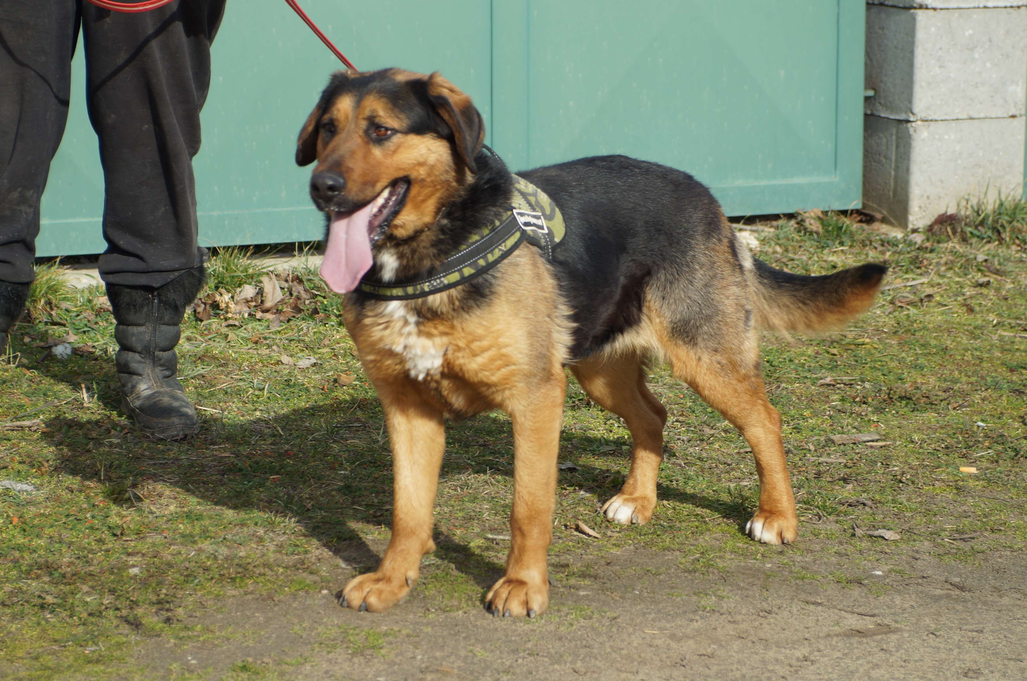 Lexy Petfinder Tiervermittlung