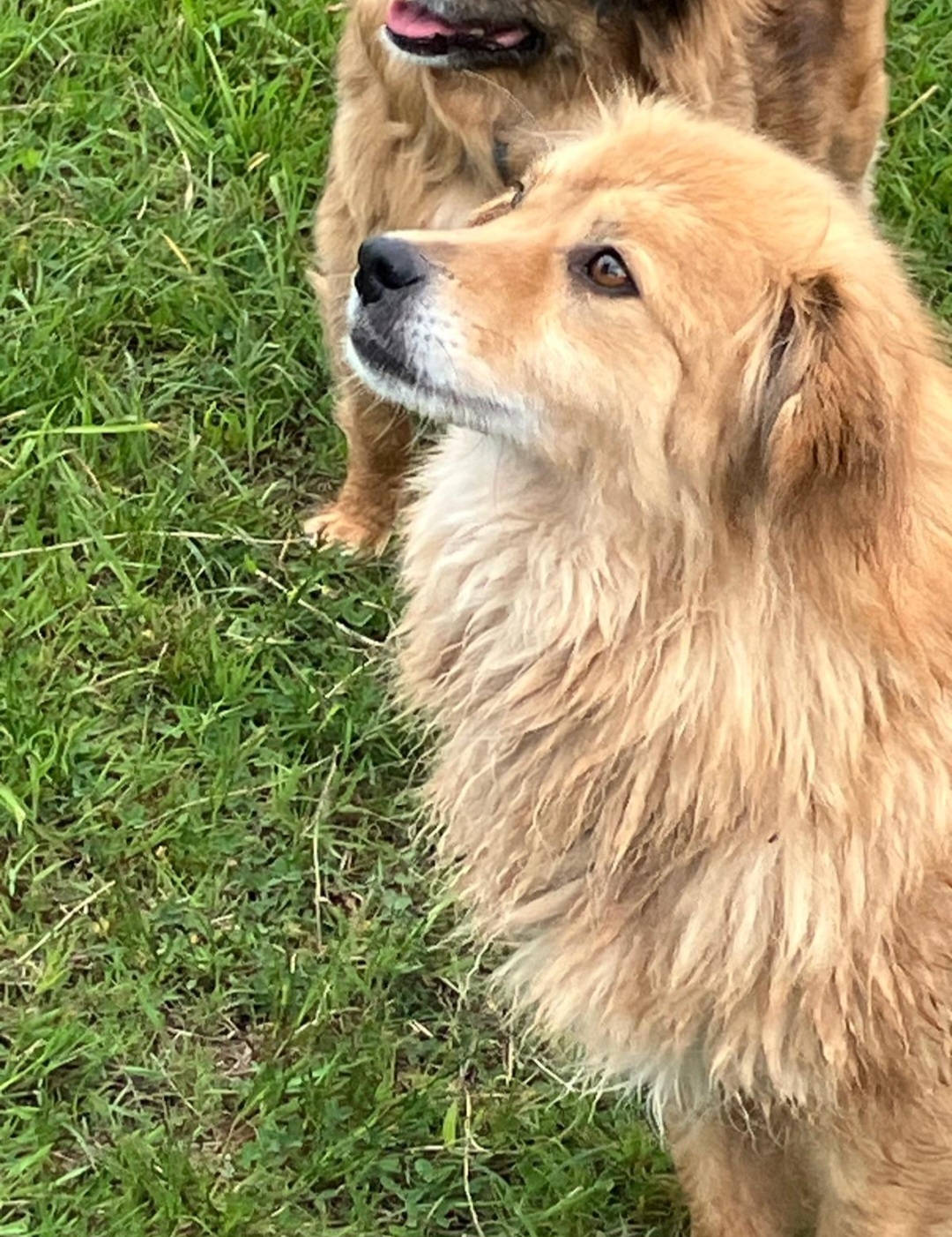 Lady | Petfinder Tiervermittlung