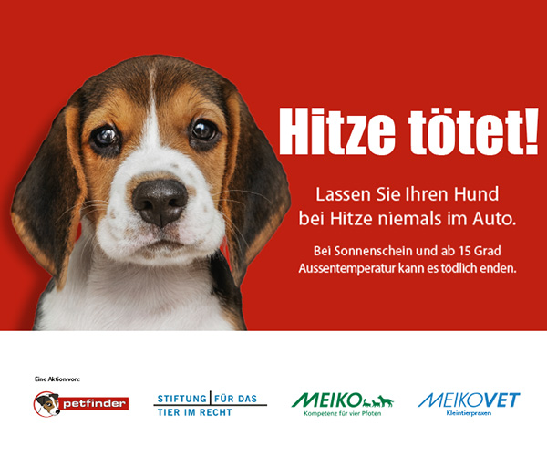 Lassen Sie Ihren Hund nicht im Auto