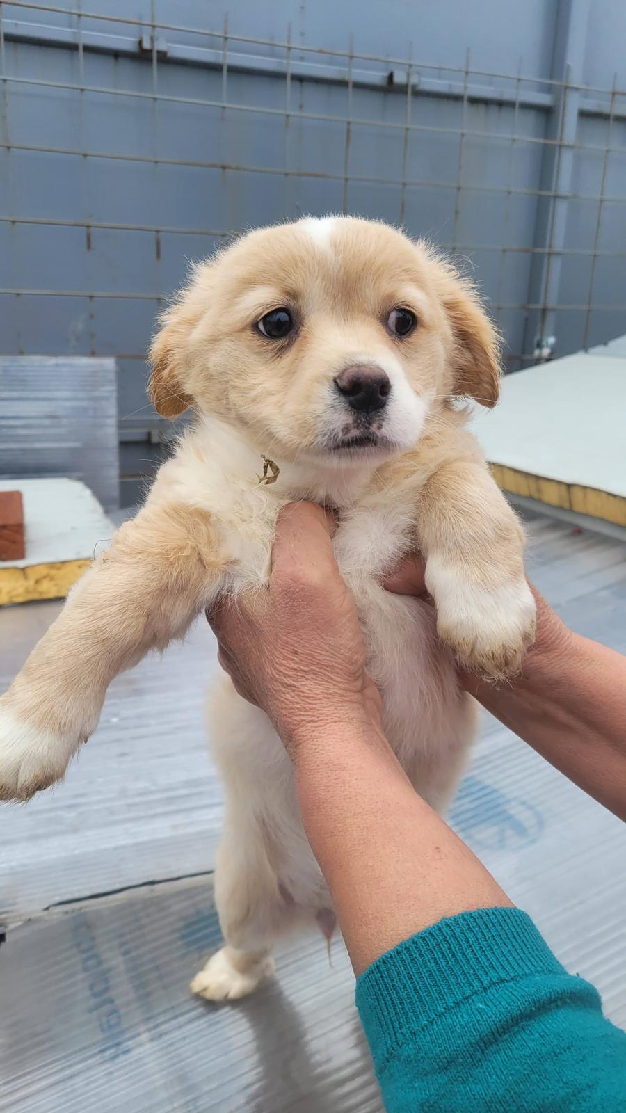 Else | Petfinder Tiervermittlung