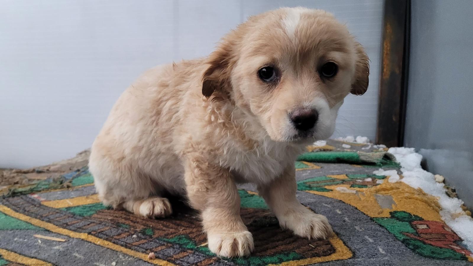 Else | Petfinder Tiervermittlung