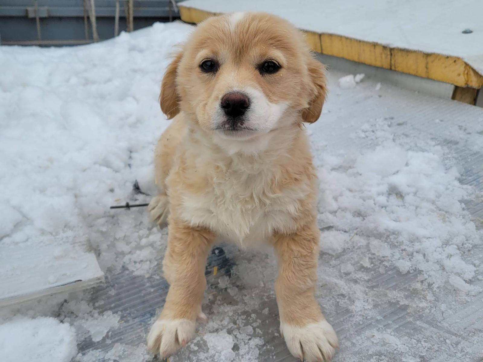 Else | Petfinder Tiervermittlung