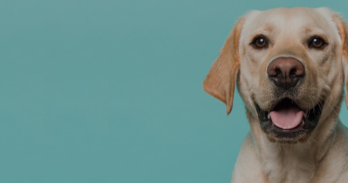 hundeinserate petfinder