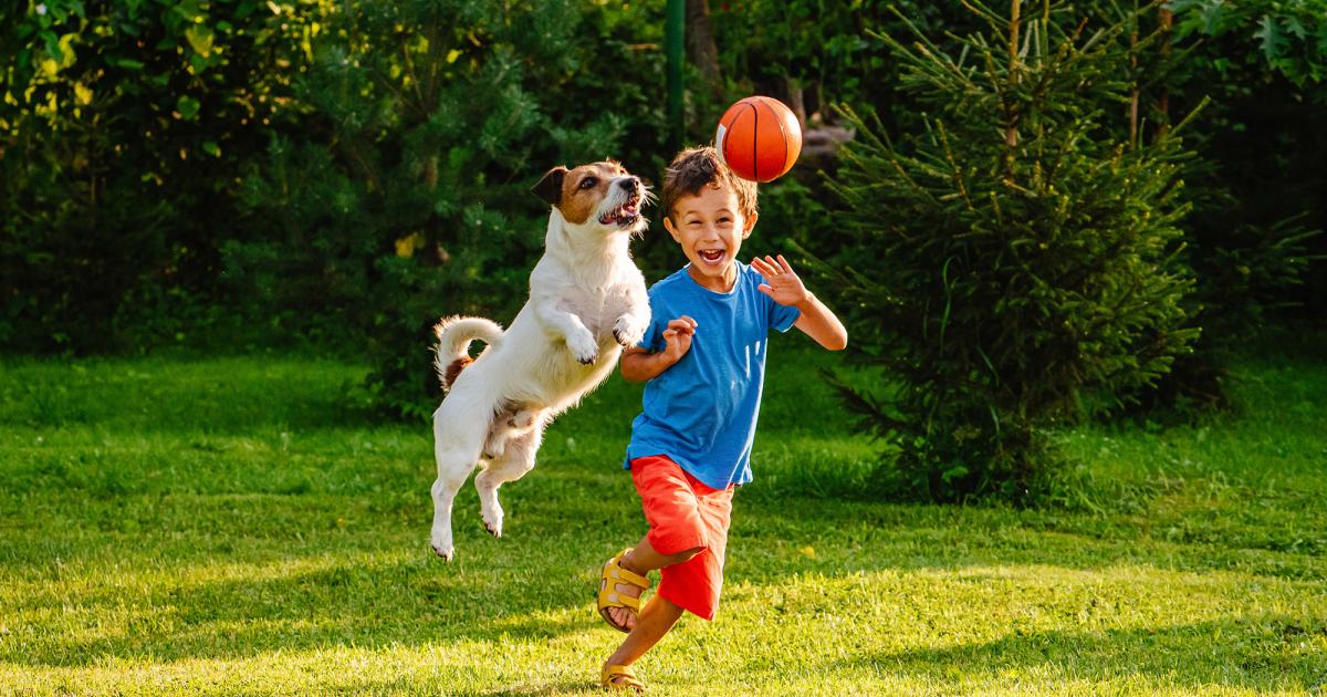 Tipps zum Spielen mit dem Hund Petfinder Tiervermittlung