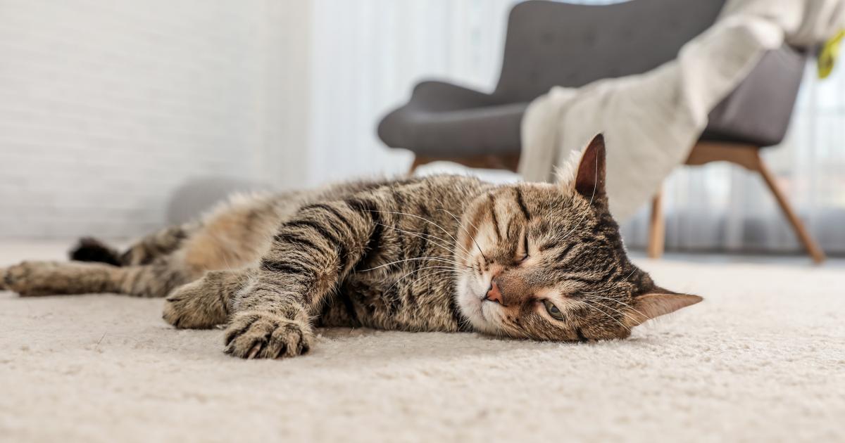 So geben Sie Ihrer Katze ein gutes Zuhause Petfinder