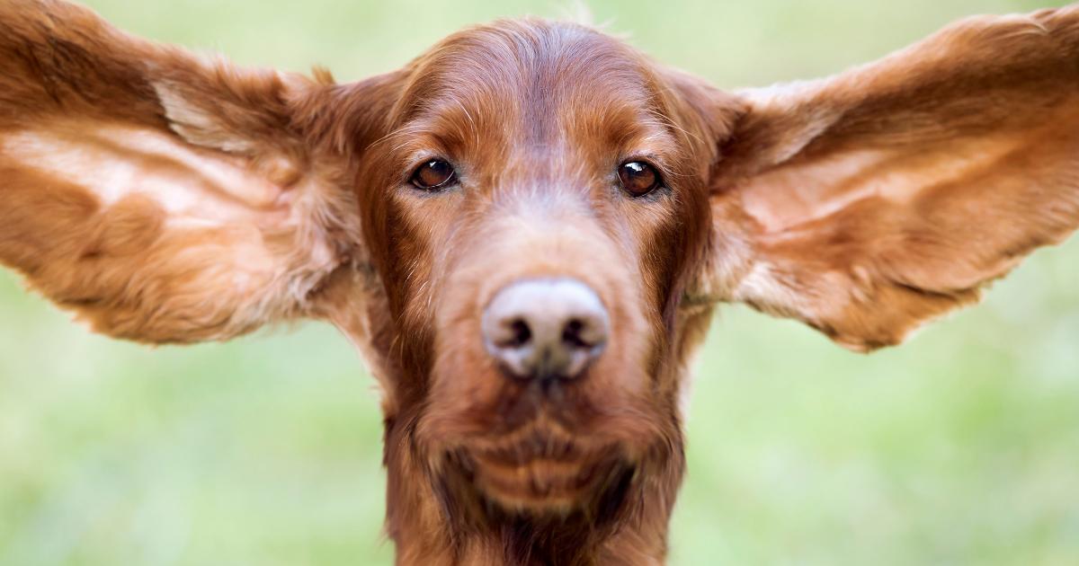 wie man Ohrenentzündungen bei Hunden erkennt und behandelt Petfinder Tiervermittlung