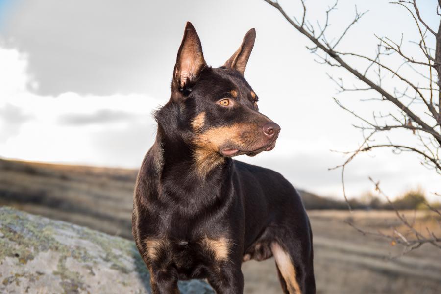 australian kelpie