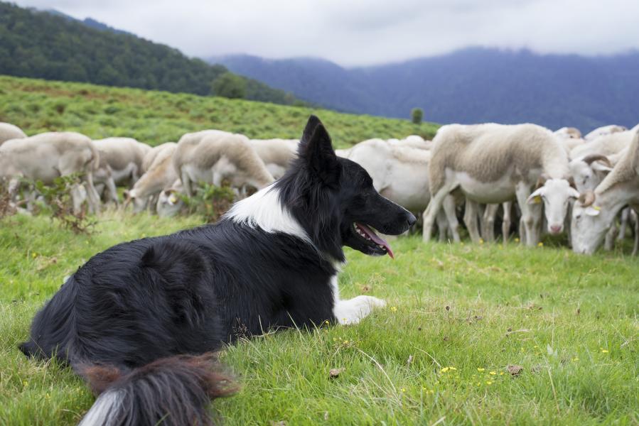 Border Collie beim hüten einer Schafherde