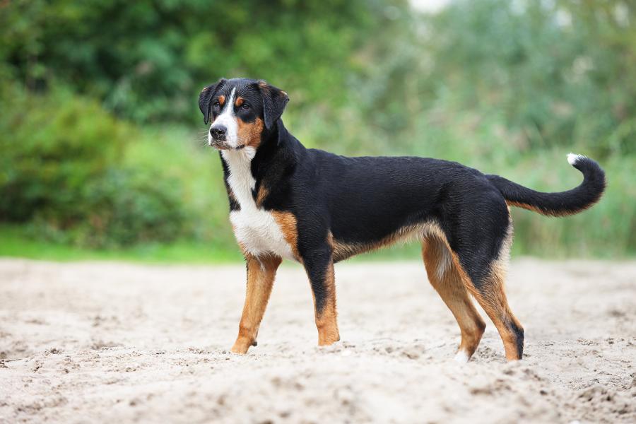 Appenzeller Sennenhund Rasseportrait Hunderassen FCI Gruppe 2 Petfinder