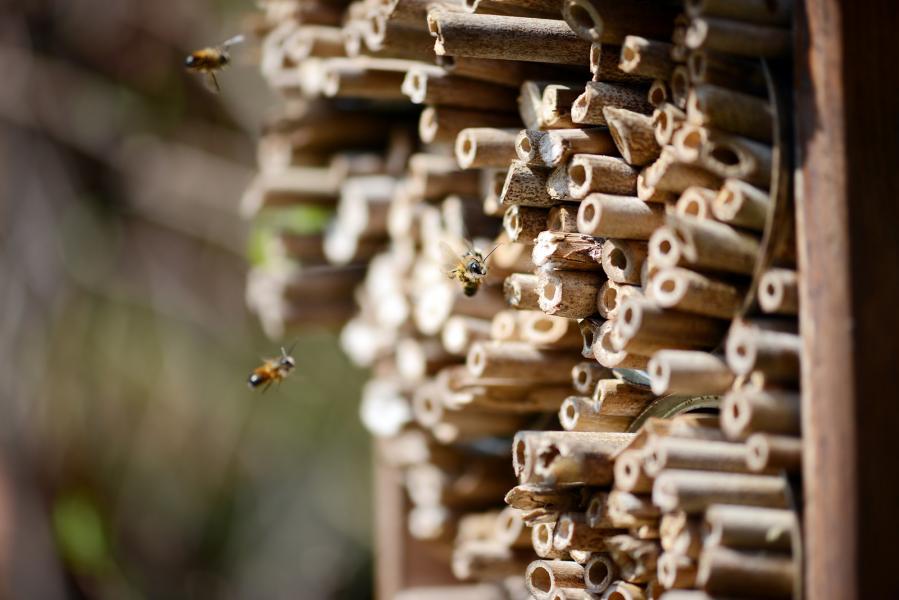 Bienenhotel: Attraktive Nistplätze im Garten