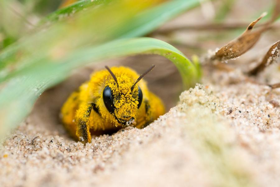 Sandbienen nisten im Erdboden