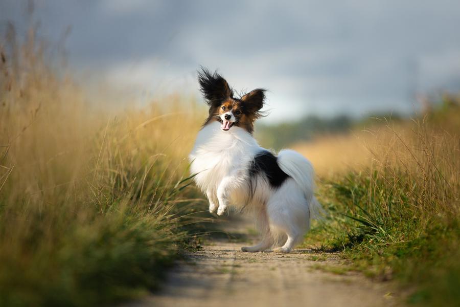 Zwergspaniel