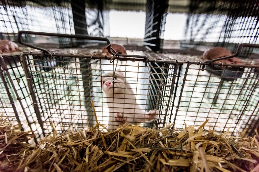 Käfig an Käfig, acht Monate lang, dann werden sie vergast: Nerze auf einer Farm in Oberitalien.