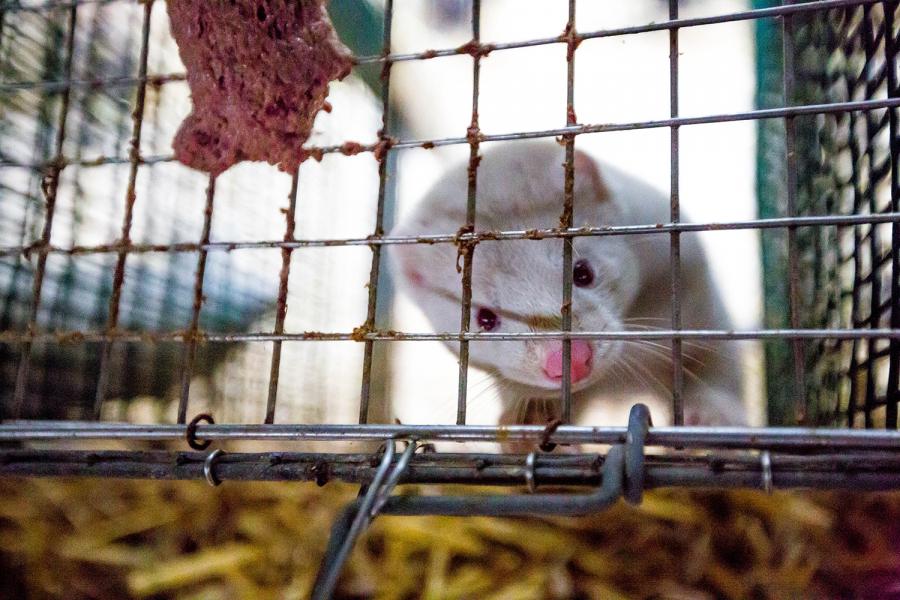 In der Natur leben Nerze in Feucht­gebieten und ihre Territorien dehnen sich über mehrere Kilometer aus. Auf Pelzfarmen dagegen werden sie in einen erhöhten, offenen Drahtkäfig mit einem kleinen Nistkasten aus Holz gesperrt.