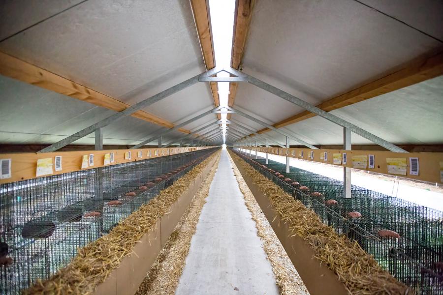 Pelzfarm mit über 5000 Nerzen. Obwohl das in der Schweiz als tierquälerisch gilt, dürfen Pelze aus solchen Haltungen importiert werden.