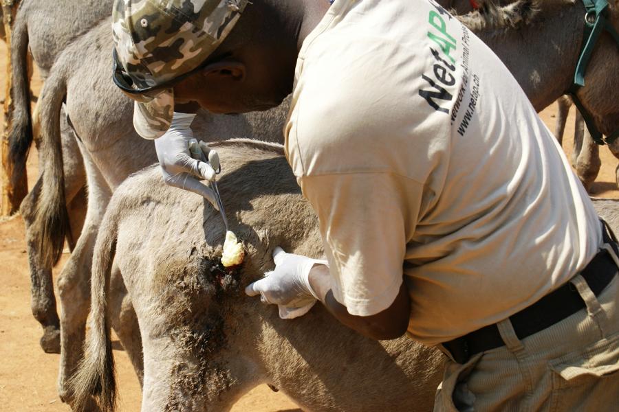 Esel in Tansania: Vernachlässigte Schwerstarbeiter bekommen medizinische Hilfe von NetAP