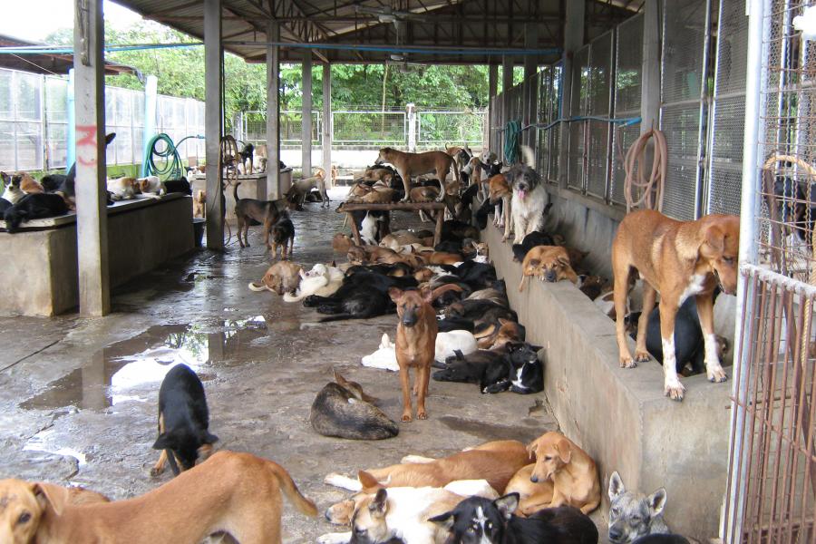 Auffangstation für gerettete Hunde vom Hundefleischhandel