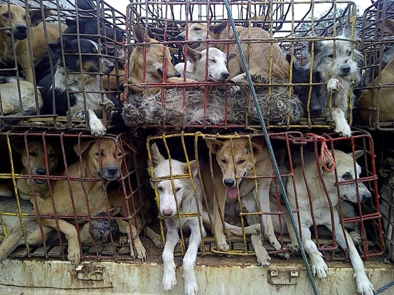 Hunde die für den Fleischmarkt bestimmt sind, diese konnten gerettet werden