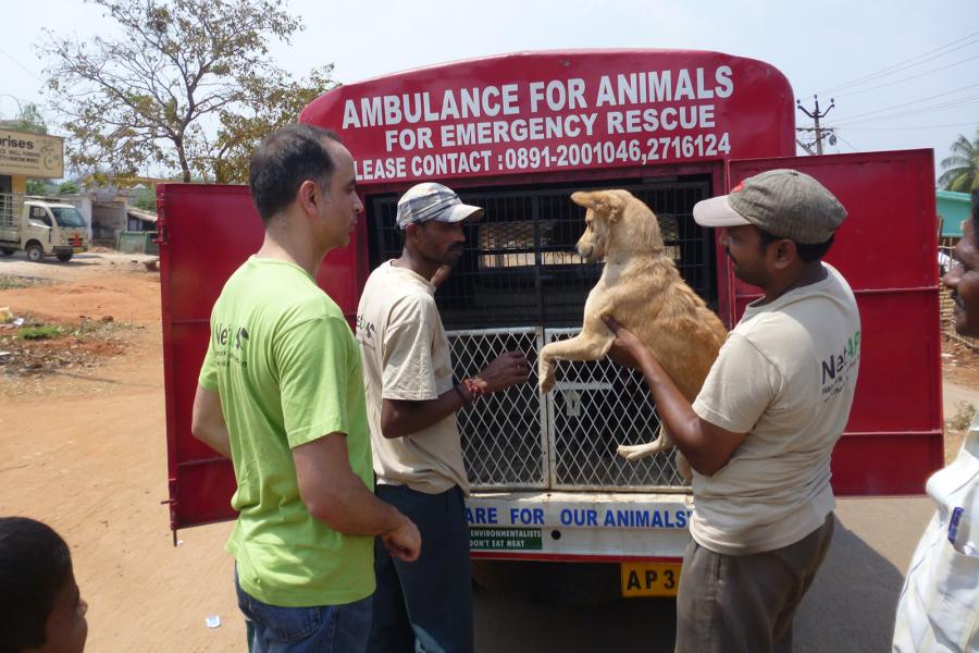Tausende von Hunden fangen wir in Indien jedes Jahr ein, kastrieren sie, behandeln sie und lassen sie wieder frei