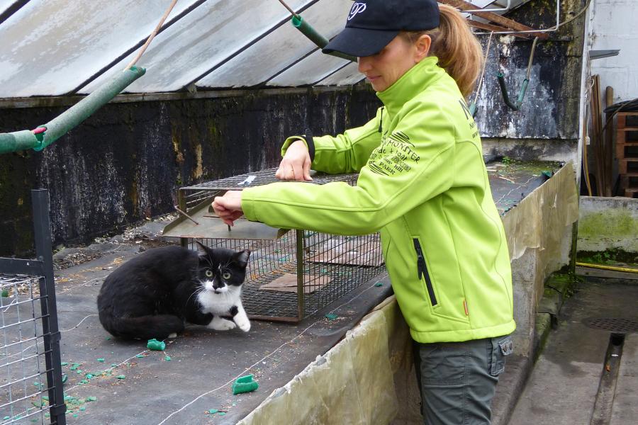 Das Katzenleid ist auch in der Schweiz riesig. Deshalb fangen die Einsatzteams von NetAP laufend verwilderte Katzen ein, geben ihnen die notwendige medizinische Versorgung und kastrieren sie.