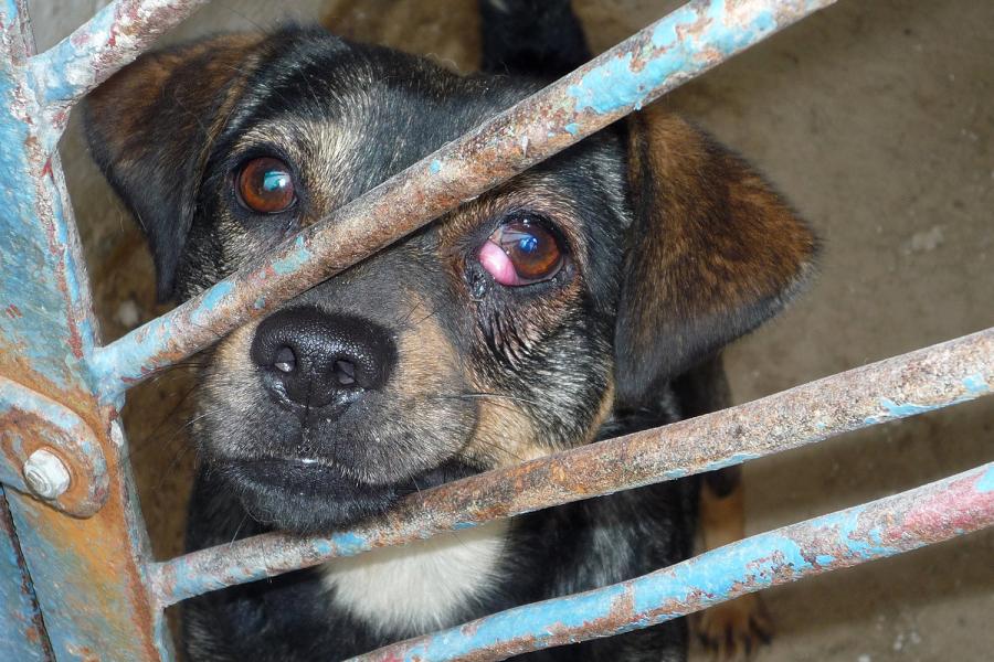 NetAP setzt sich für die Verbesserung der Lebensbedingungen heimatloser Tiere ein