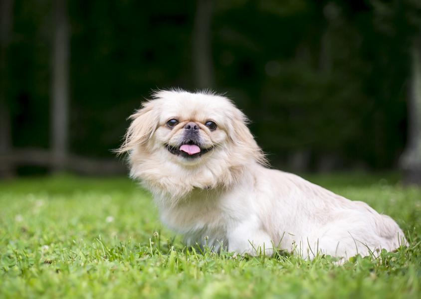 Pekingese