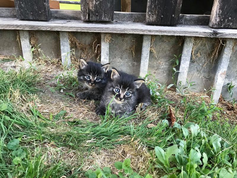 Katzenkinder sind süss, zweifelsfrei. Doch es kann längst nicht für alle ein gutes Zuhause gefunden werden.