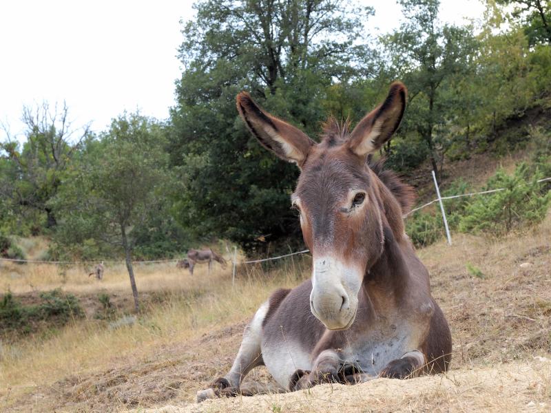 Der ehemalige Arbeitsesel geniesst seinen Lebensabend