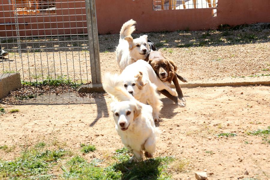 Glückliche Hunde toben durch unser Tierheim in Apulien