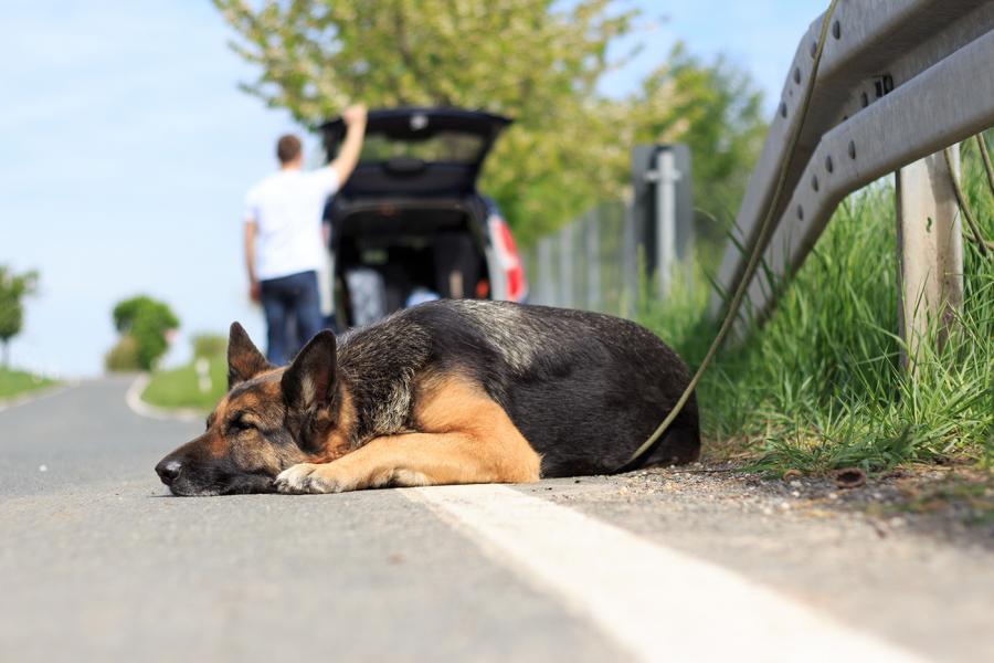 Das Aussetzen von Hunden ist in der Schweiz verboten
