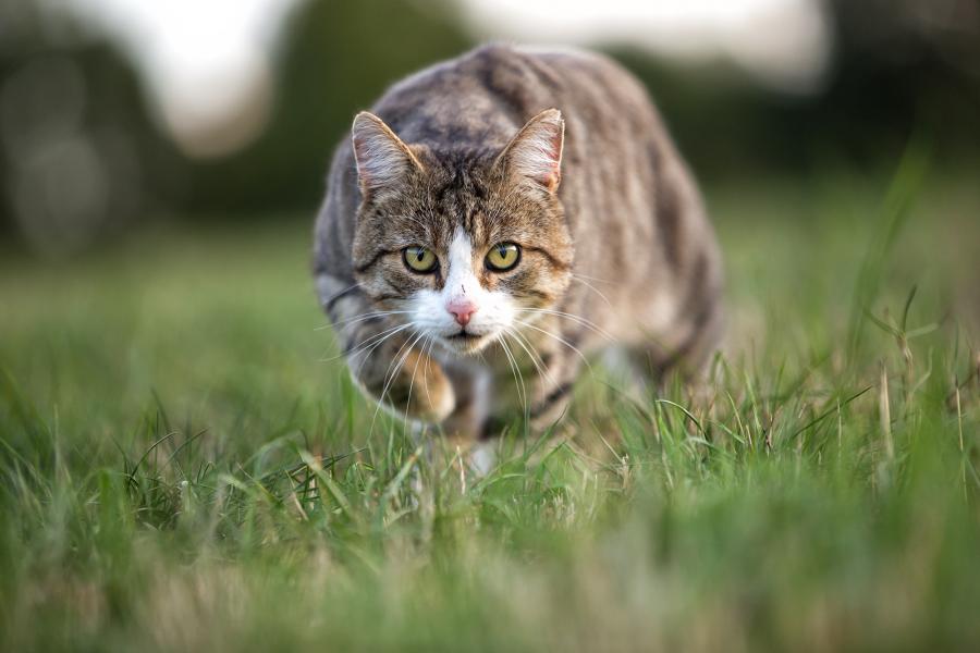 Informationen zur Anschaffung und Haltung von Katzen