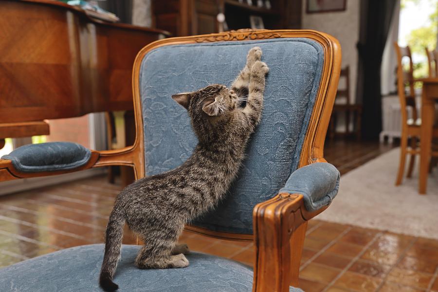 katze krazt an polstermöbel - das muss nicht sein