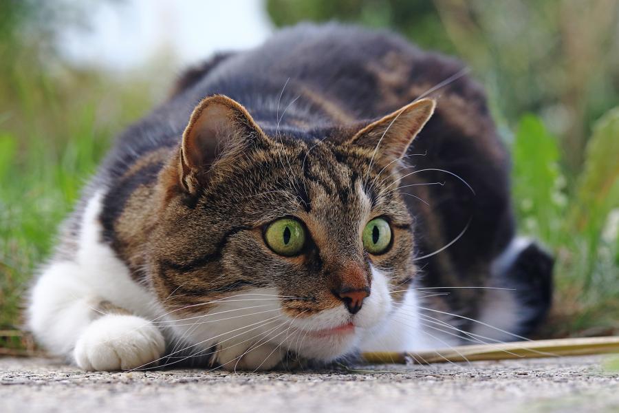 Katzen besser verstehen lernen Katzensprache und Körperhaltung Petfinder Tiervermittlung