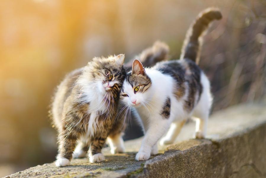 katzen reiben ihre köpfe aneinander