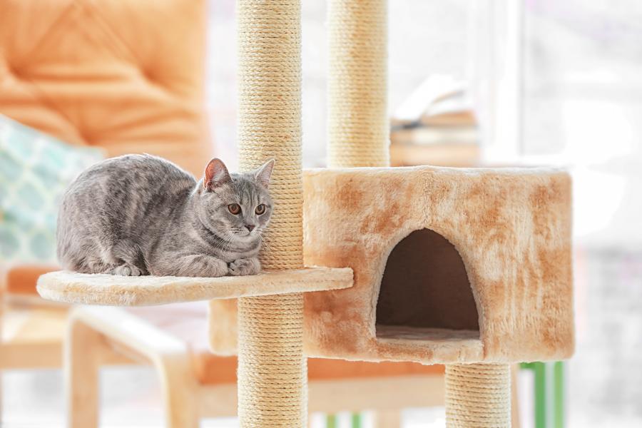 katzen kratzbaum sind unerlässlich in der katzen wohnungshaltung