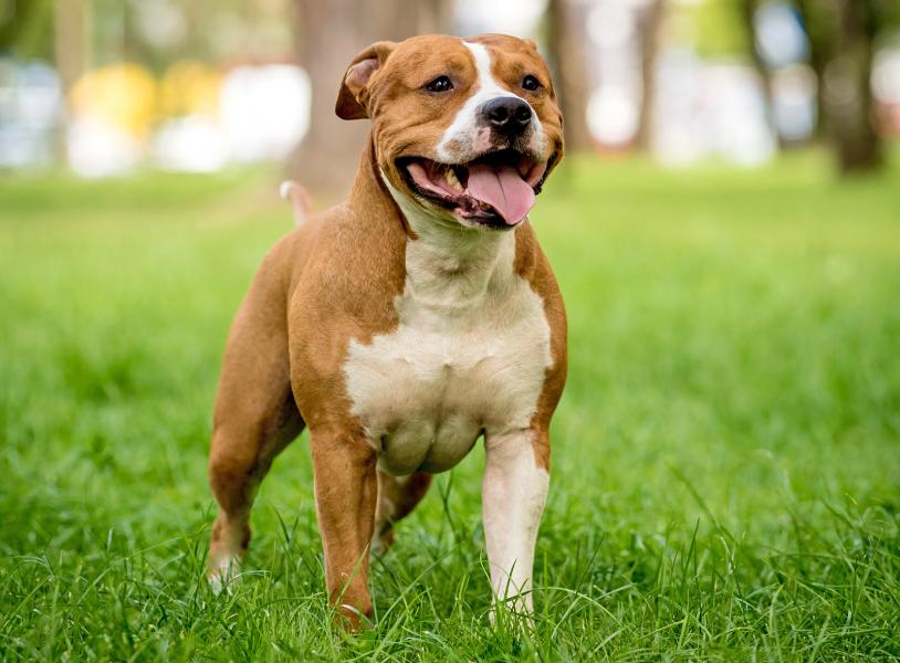 American Staffordshire Terrier