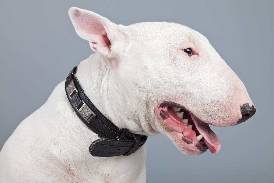 Bull Terrier