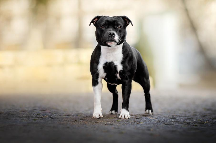 Staffordshire Bull Terrier