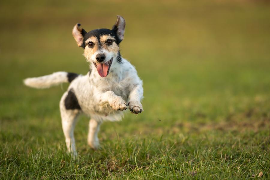 Hund in Action