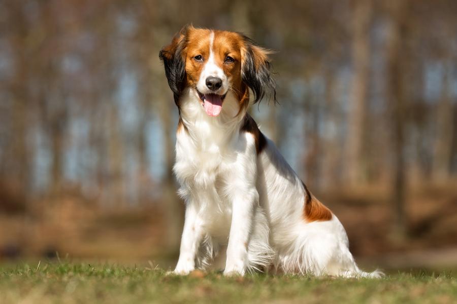 hund von der seite