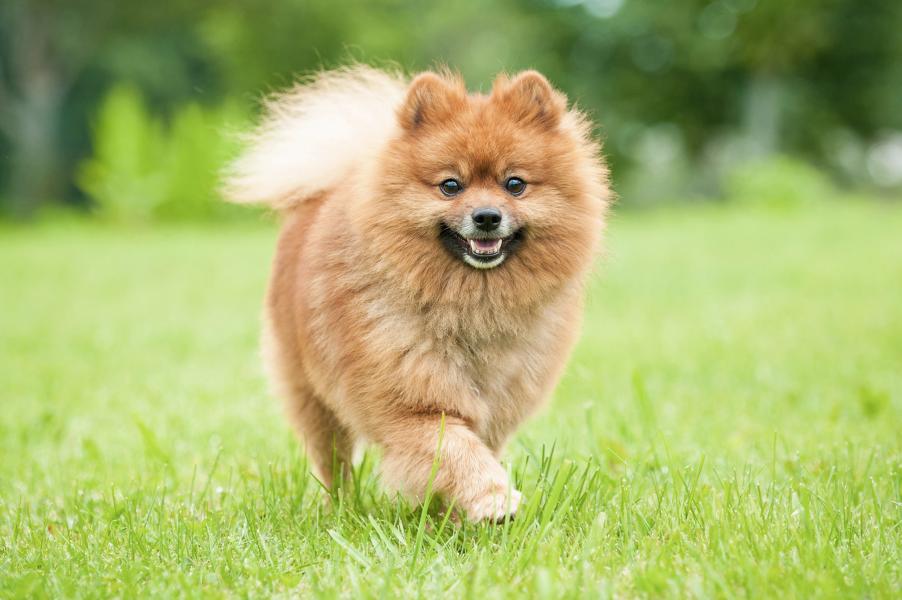 Hund von vorne