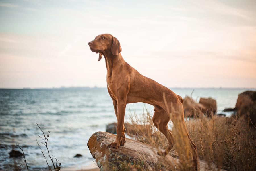 rasseportrait magya vizsla