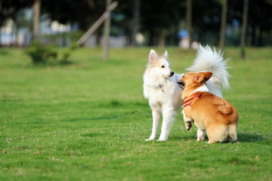 hunde beschnuppern sich