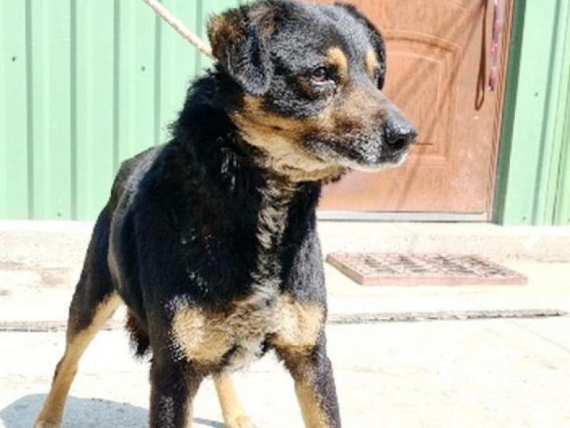 Das Richtige Haustier Finden Petfinder