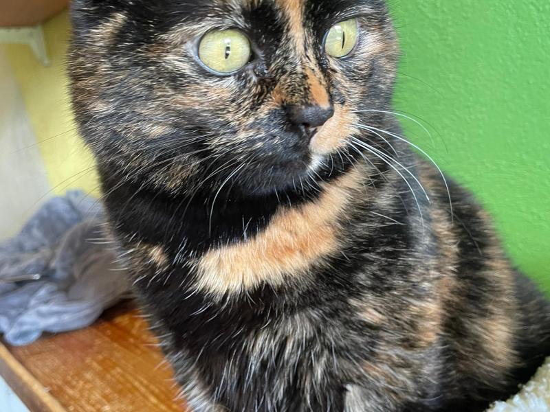Katze Kaufen Petfinder Tiervermittlung